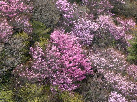 アケボノツツジ