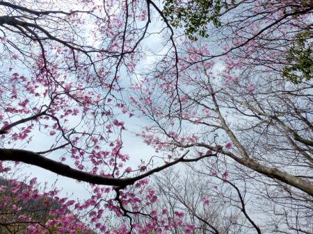 アケボノツツジ