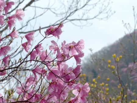 アケボノツツジ