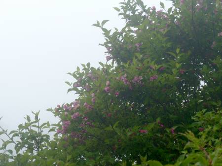 ツクシヤブウツギ