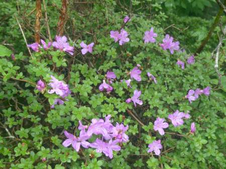 ミヤマキリシマ