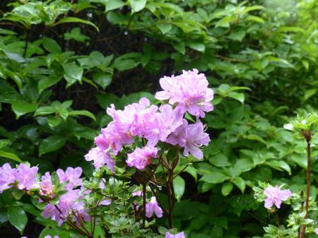 ミヤマキリシマ