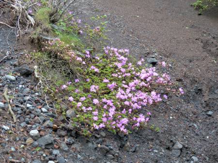 ミヤマキリシマ