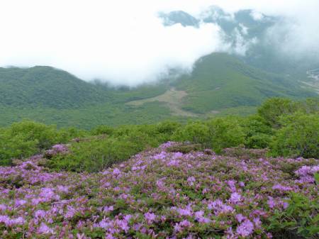 ミヤマキリシマ