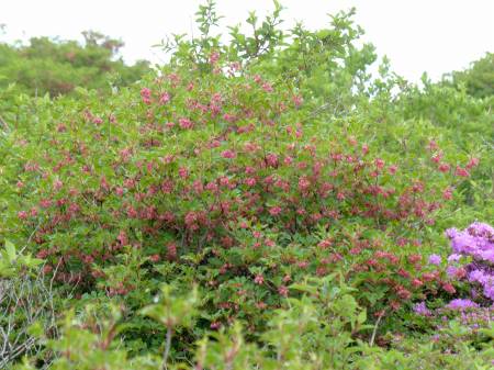 ツクシドウダン