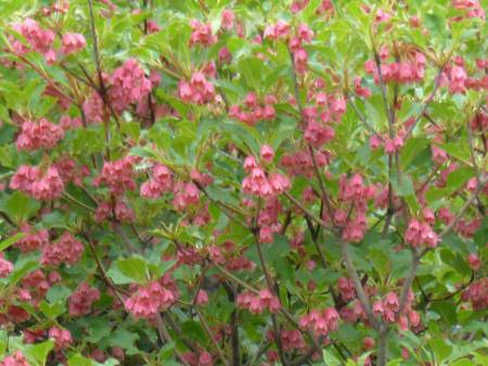 ツクシドウダン