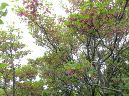 ツクシドウダン