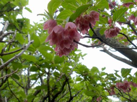 ツクシドウダン