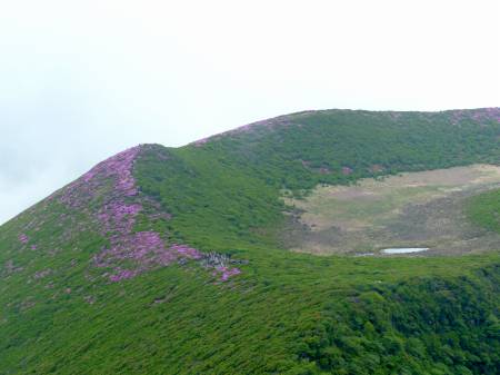 ミヤマキリシマ