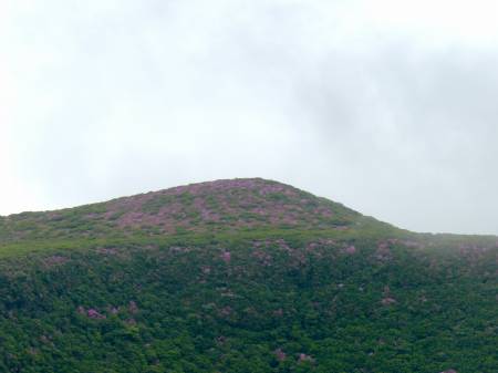 ミヤマキリシマ