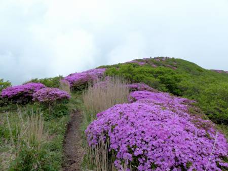 ミヤマキリシマ