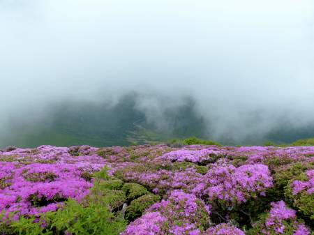 ミヤマキリシマ