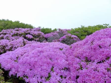 ミヤマキリシマ