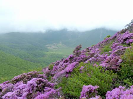 ミヤマキリシマ