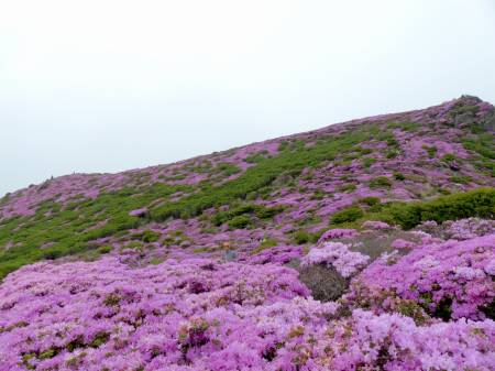 ミヤマキリシマ