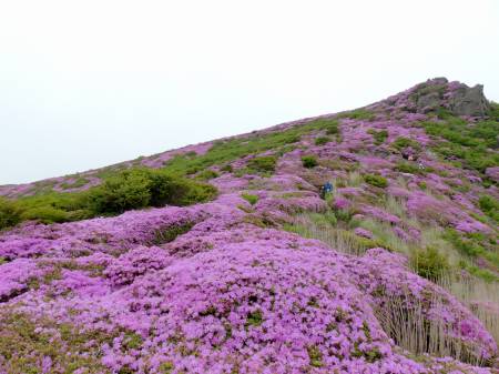 ミヤマキリシマ