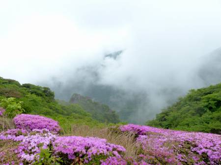 ミヤマキリシマ