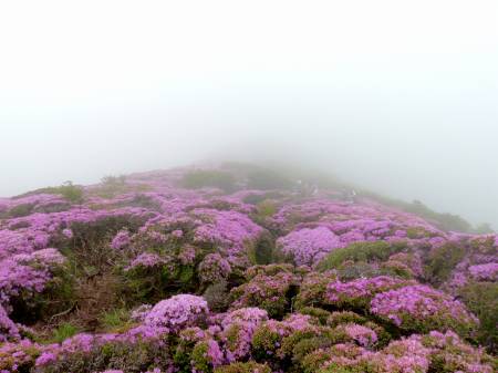 ミヤマキリシマ