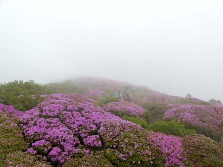 ミヤマキリシマ