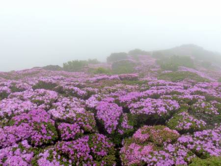 ミヤマキリシマ