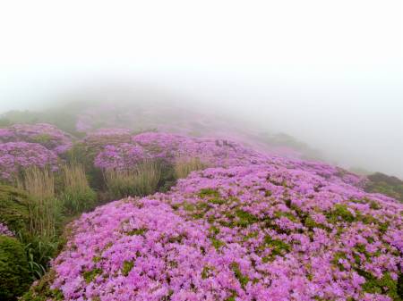 ミヤマキリシマ