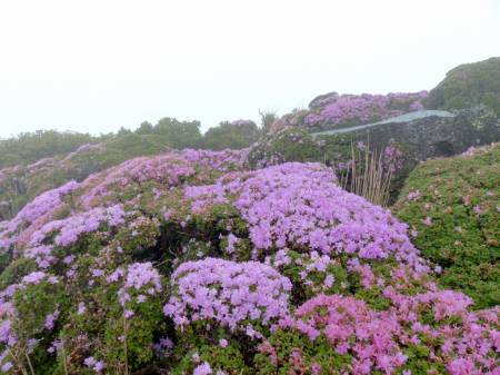 ミヤマキリシマ