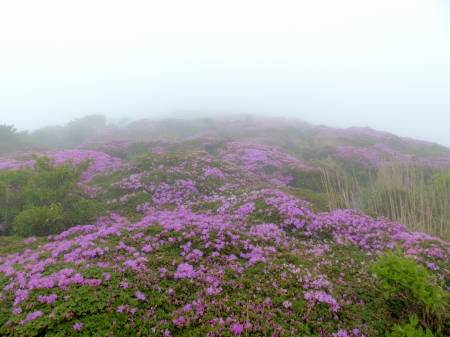 ミヤマキリシマ