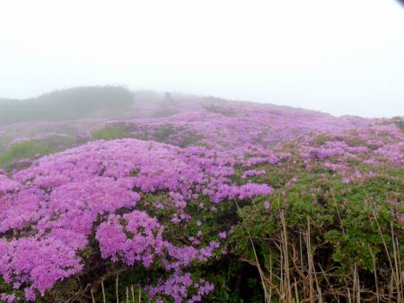 ミヤマキリシマ