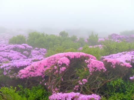 ミヤマキリシマ