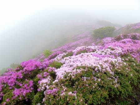ミヤマキリシマ