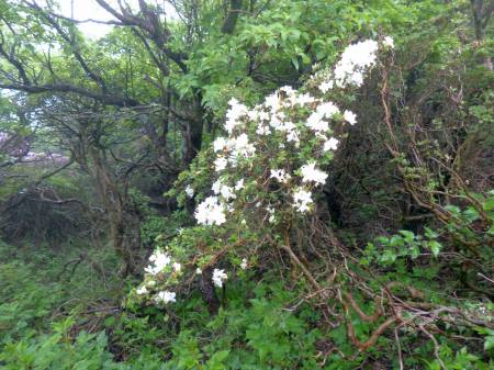 ミヤマキリシマ