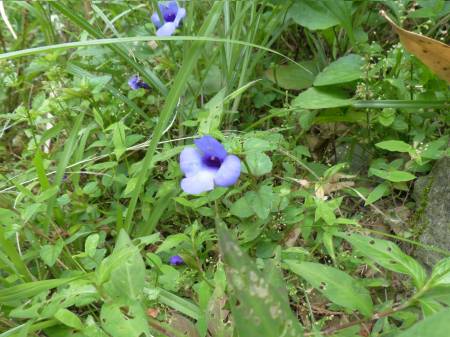 陽金公路人車分道
