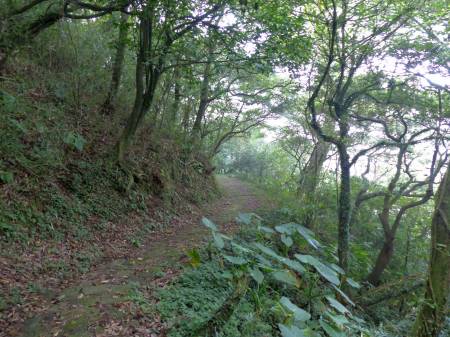 陽金公路人車分道