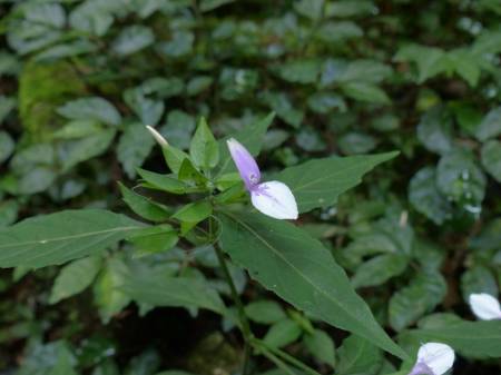 陽金公路人車分道