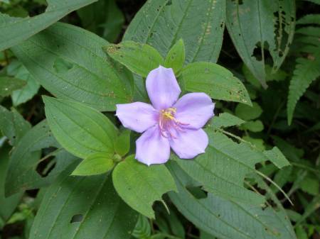 陽金公路人車分道