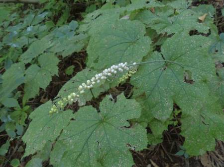 オオバショウマ