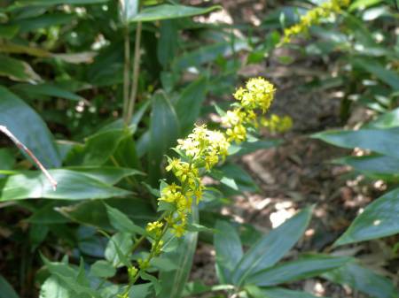 アキノキリンソウ