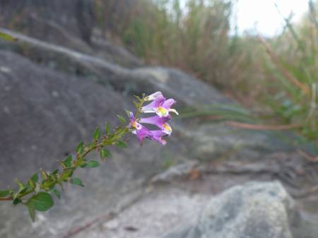 シコクママコナ