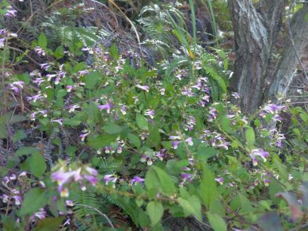 シコクママコナ