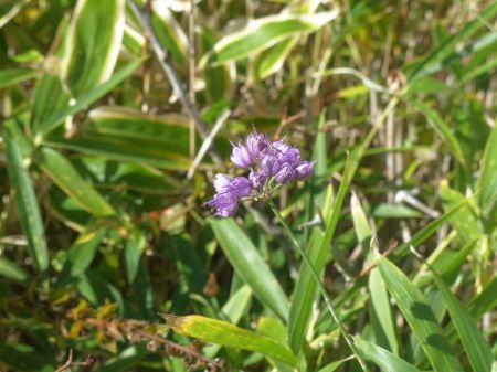 ヤマラッキョウ