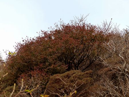 ツクシドウダン