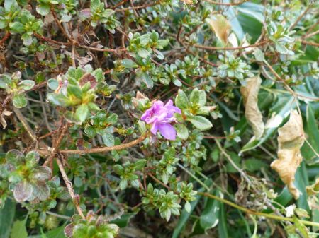 ミヤマキリシマ