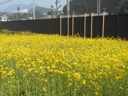 菜の花
