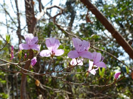コバノミツバツツジ