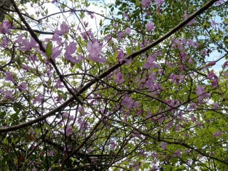 コバノミツバツツジ