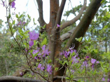 コバノミツバツツジ