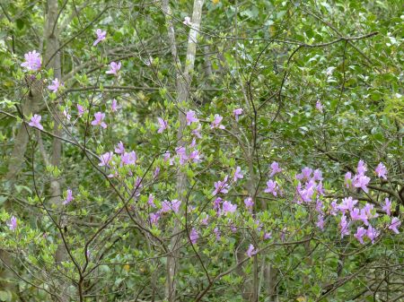 コバノミツバツツジ