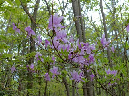 コバノミツバツツジ