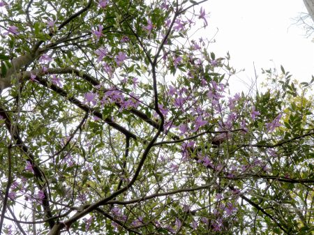 コバノミツバツツジ