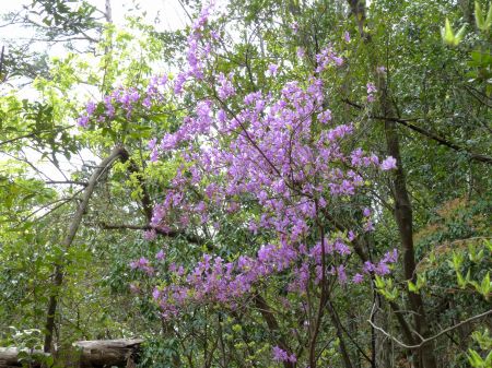 コバノミツバツツジ